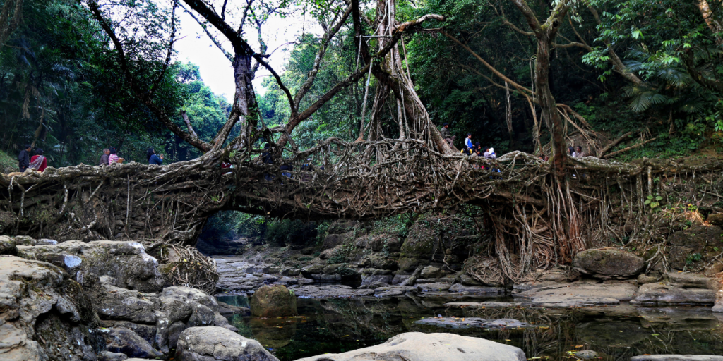 Best Treks in India - Living Root Bridges Trek (Meghalaya)