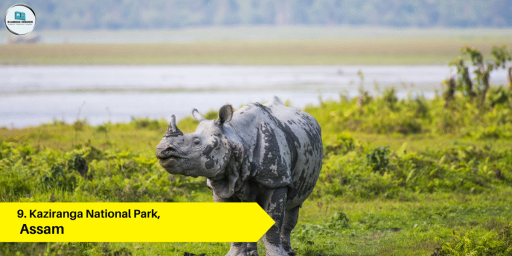 Places to visit in India - Assam – Kaziranga National Park
